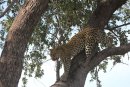 Leopard in tree.