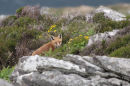 Fox - Three Sisters, Dingle