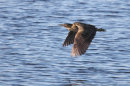Bittern in Flight