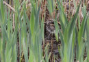 Jack Snipe