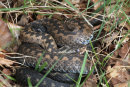 Adders