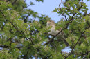 Chiffchaff
