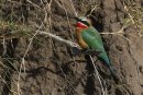 White fronted Bee-eater.
