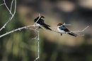 Wire-tailed Swallows on branch.