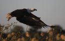 African Fish Eagle.
