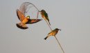 Little Bee-eaters in flight.