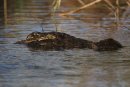Crocodile in the river.