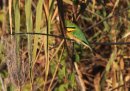 Little Bee-eater.