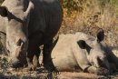 White Rhino mother and baby.