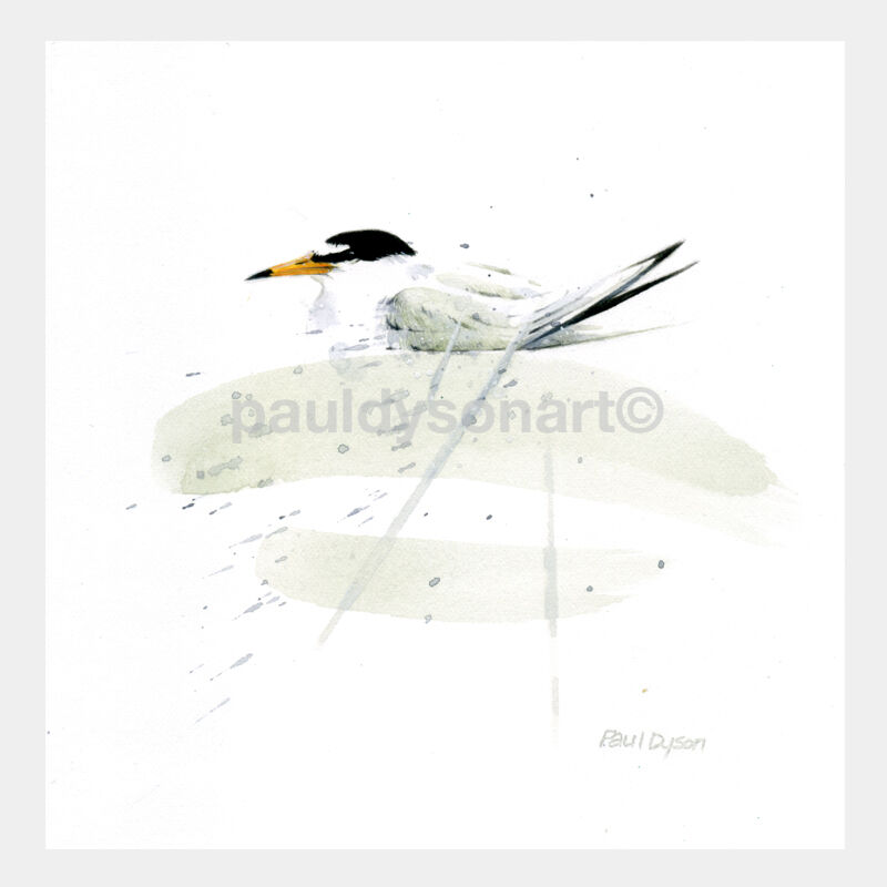 Little Tern