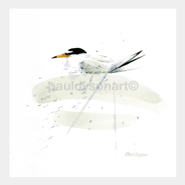 Little Tern