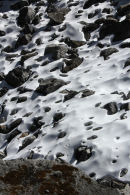 Snow Leopard tracks near Ganja La