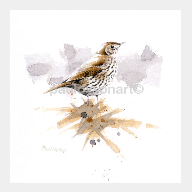 Song Thrush