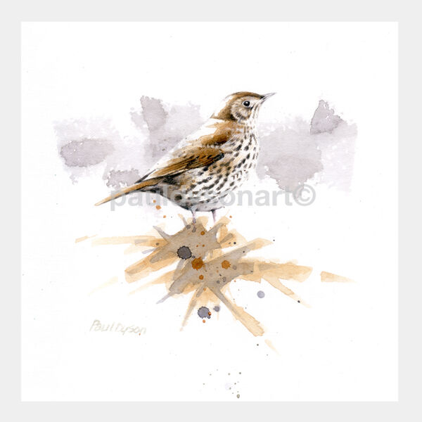 Song Thrush