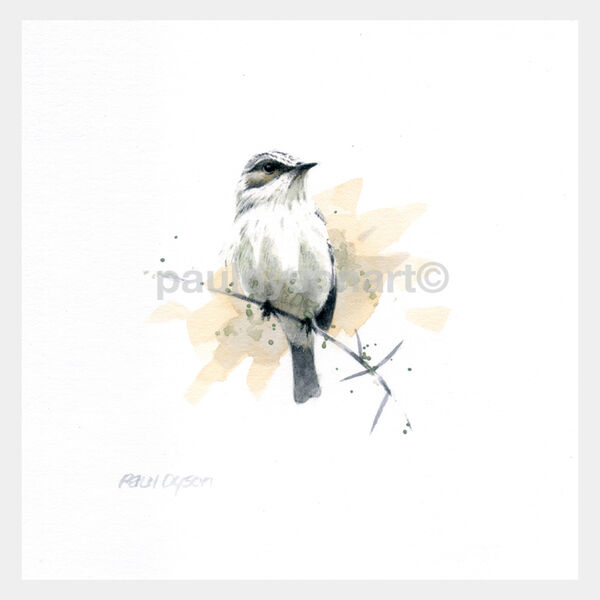 Spotted Flycatcher