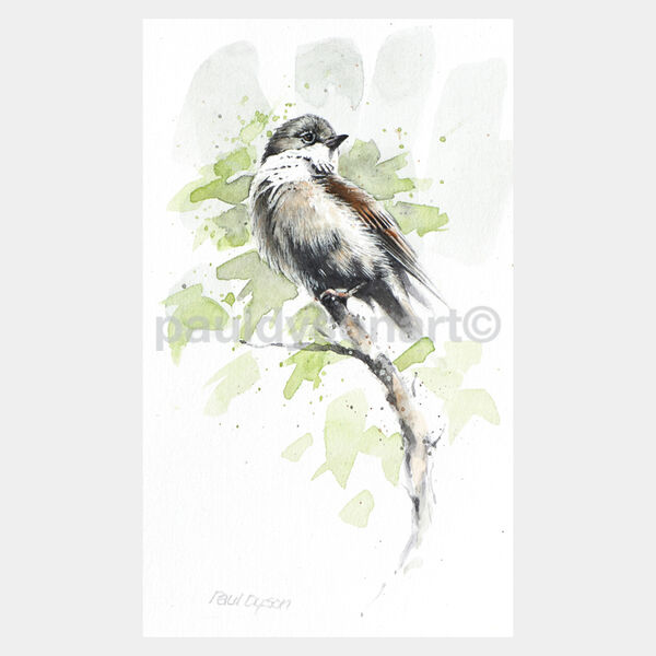 Whitethroat