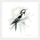 Great Spotted Woodpecker