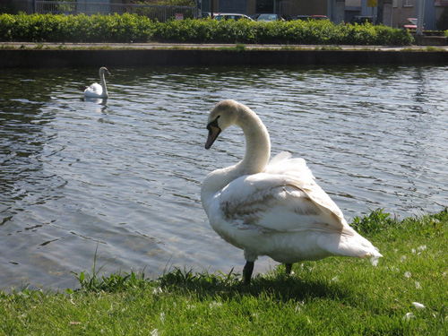 Swan