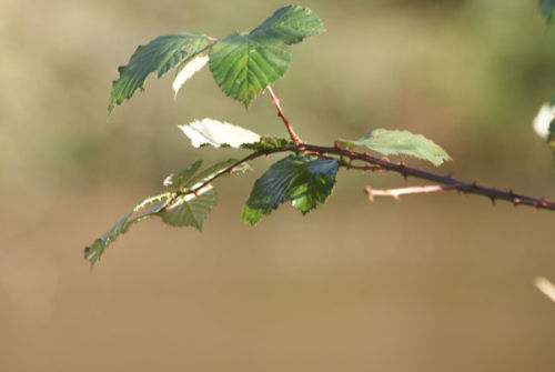Leaves