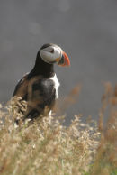 Puffin