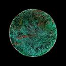 Moonlit Pond No.6 - 2024