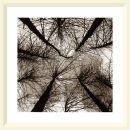 Introit - Parc Du Pilat - 2001