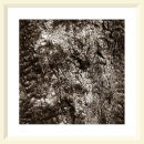 Kyrie - Parc Du Pilat - 2001