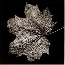 Leaf Map No.1 - 1996