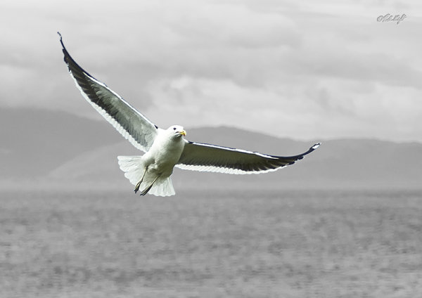 Black backed gull, 0254, Waiorua Bay, Kapiti Island