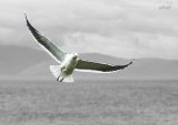 Black backed gull, 0254, Waiorua Bay, Kapiti Island