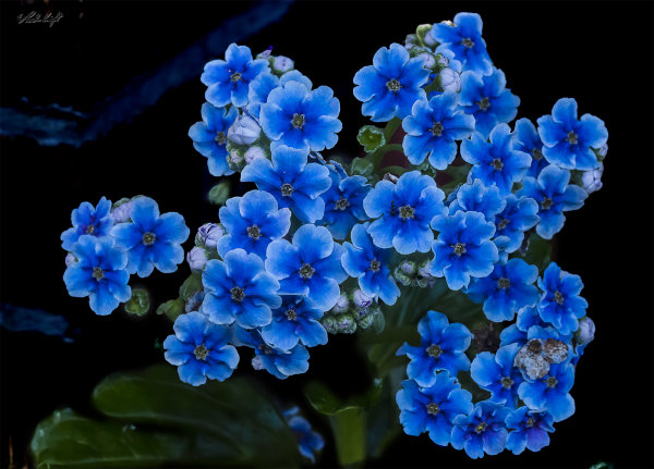 Forget-me-not 1231-1