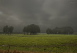 Morning mist 0889-2