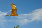 Kahu, Swamp Harrier Harrier Hawk from Burn Street, Levin