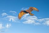 Australasian Swamp Harrier 1901+0086