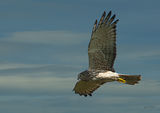 Hawk_1292cropped Kahu, Australasian Harrier, Swamp Harrier