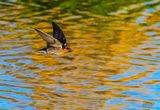Swallow on Hokio Stream at Hokio Beach 0008