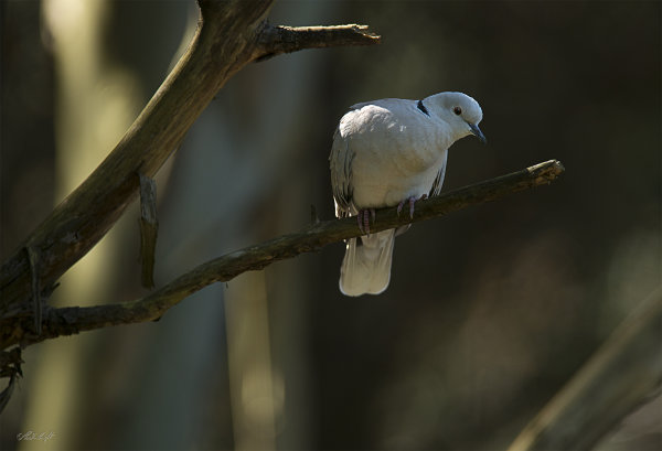 Turtle/Barbary Dove 2302