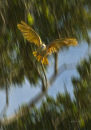 Kaka flight 0213