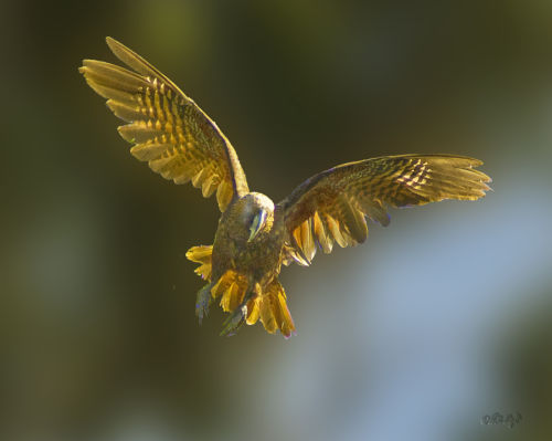 Kapiti Island Kaka