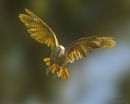 Kapiti Island Kaka