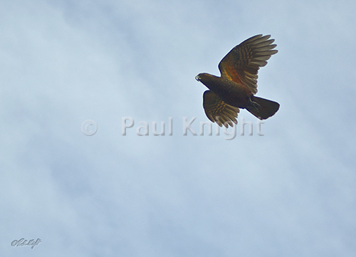 Kaka over Waiorua Bay, Kapiti Island