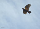 Kaka over Waiorua Bay, Kapiti Island