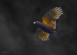 Kaka 0228 in dark sky