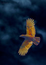 Kapiti Kaka 0229