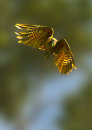 Kaka 0214