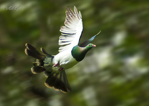 Kapiti Kereru 0222