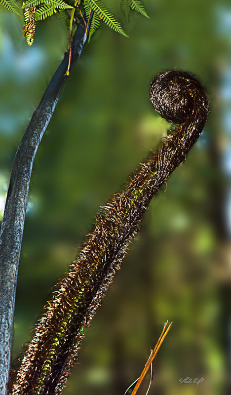 Koru 2076