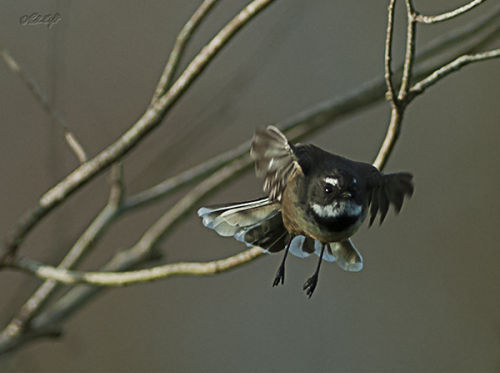 Lagoon fantail 0283