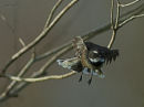 Lagoon fantail 0283