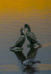 Little-black-shags_2179-1